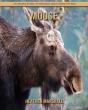 Moose - Preview