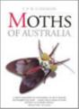 Moths Of Australia - Preview