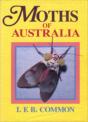 Moths Of Australia - Preview