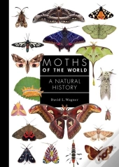 Moths Of The World