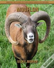 Mouflon