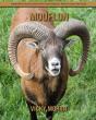 Mouflon - Preview
