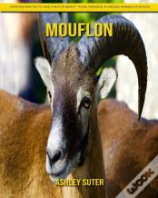 Mouflon