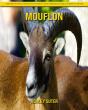 Mouflon - Preview