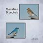 Mountain Bluebirds - Preview
