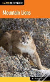 Mountain Lions