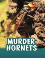 Murder Hornets - Preview