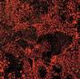 Murder of the Universe - Vinil - Preview