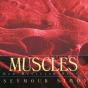 Muscles - Preview