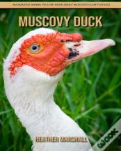 Muscovy Duck
