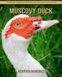 Muscovy Duck - Preview
