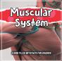 Muscular System - Preview