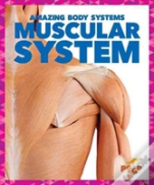 Muscular System