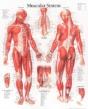 Muscular System, Male - Preview