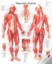 Capa do artigo Muscular System, Male