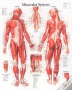 Capa do artigo Muscular System, Male