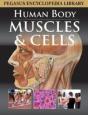 Muscular System - Preview