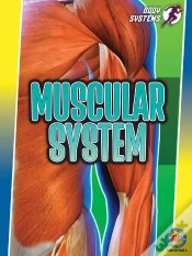 Capa do artigo Muscular System