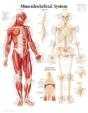 Musculoskeletal System - Preview