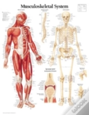 Capa do artigo Musculoskeletal System