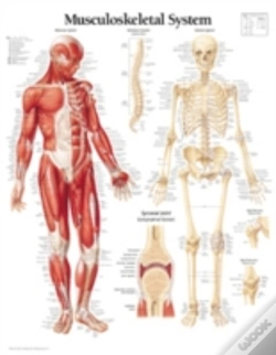 Capa do artigo Musculoskeletal System