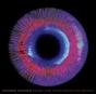 Music for Films Edited By Moths - Vinil - Preview