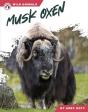 Musk Oxen - Preview