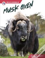 Musk Oxen