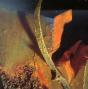 Mustt Mustt - CD - Preview