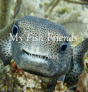 My Fish Friends - Preview