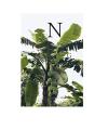 Nathaniel Goldberg - Preview