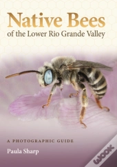 Native Bees Of The Lower Rio Grande Valley
