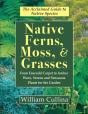 Native Ferns, Moss, And Grasses - Preview