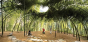 Nature: Collaborations In Design - Preview