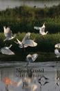 Navre Cristal - Preview