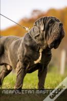 Neapolitan Mastiff
