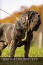 Neapolitan Mastiff - Preview