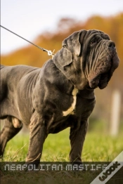 Capa do artigo Neapolitan Mastiff