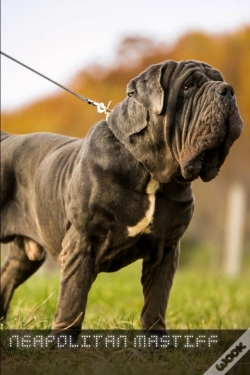 Capa do artigo Neapolitan Mastiff