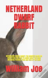 Netherland Dwarf Rabbit