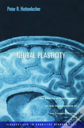 Neural Plasticity