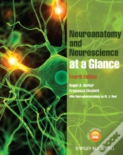 Capa do artigo Neuroanatomy And Neuroscience At A Glance
