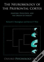 Neurobiology Of The Prefrontal Cortex