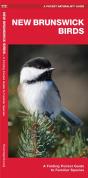 New Brunswick Birds - Preview