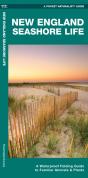 New England Seashore Life - Preview