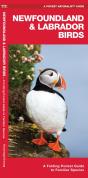 Newfoundland & Labrador Birds - Preview