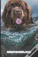 Newfoundland