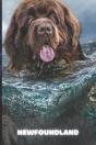 Newfoundland - Preview