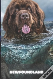 Capa do artigo Newfoundland