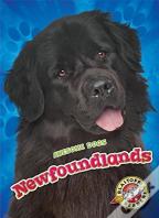 Newfoundlands